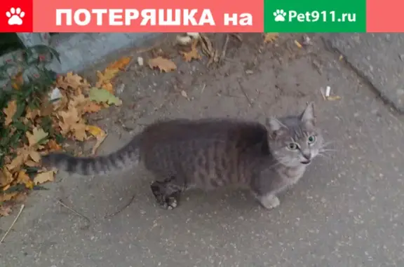 Найдена серая кошка на мосту р. Борзовка (ул. Подводников, д.5)