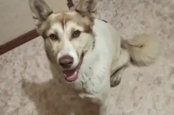 Найдена собака на Чистопольской улице в Казани