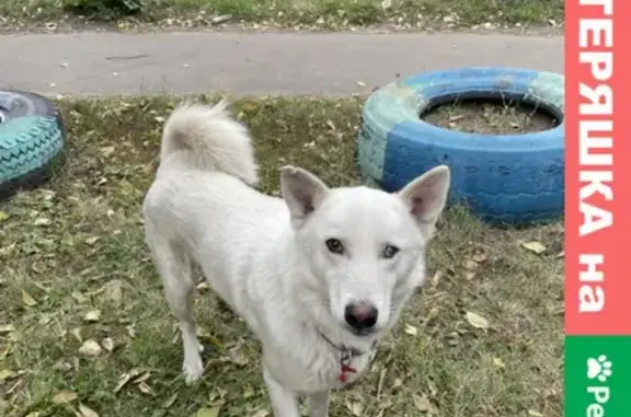 Найдена белая собака на ул. Светлая, Омск