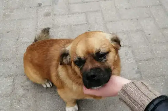 Найдена собака возле магазина Линия на ул. Нормандия-Неман