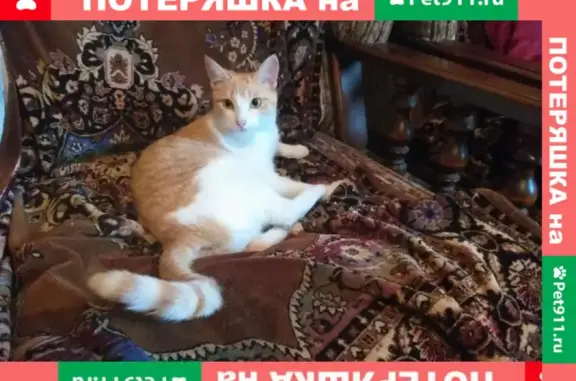 Пропала кошка в деревне Вялки, Раменский район, Московская обл.