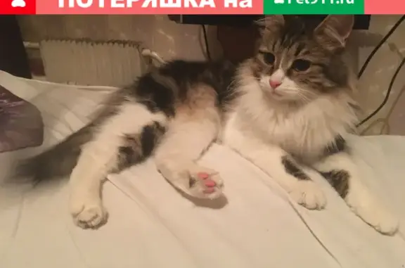 Кошка найдена на 800-летии Москвы, Восточное Дегунино