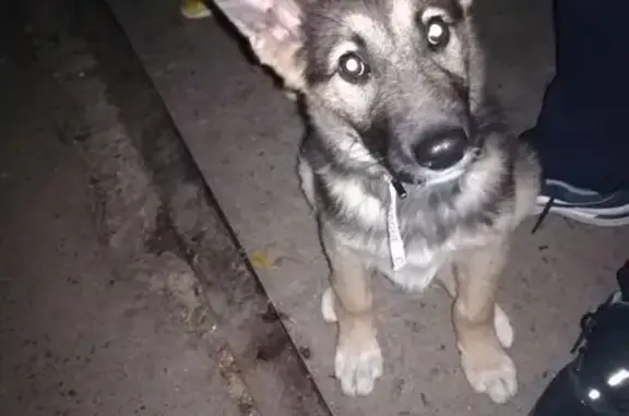 Найдена собака возле Иркутского 37 37 в Томске