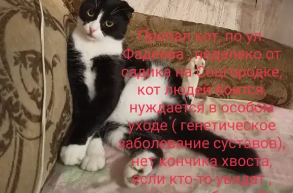 Найдена кошка на ул. Фадеева, Хадыженск - помощь нужна