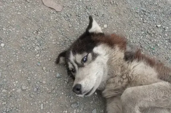 Найдена собака на стоянке около кафе - потерян больше 2 недель, Коркино, Челябинская область.
