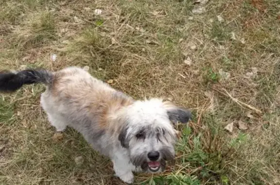 Собаки потеряшки, Санкт-Петербург, фото: Потеряшка собака на улице Руднева