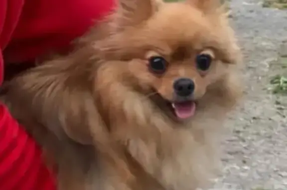 Собаки потеряшки, Петрозаводск, фото: Потеряшка собака Девочка, возраст 5 лет, рыжий окрас, Ленинградская ул. 10, Петрозаводск