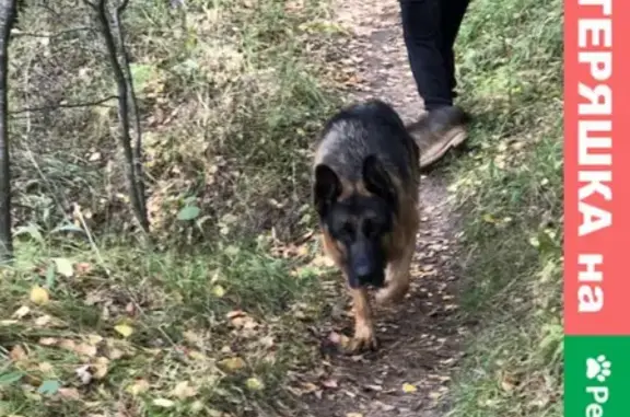 Найдена собака в Климовских карьерах, распутана мужчиной
