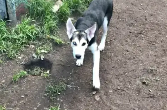 Найден щенок на собачей площадке Газпромнефть