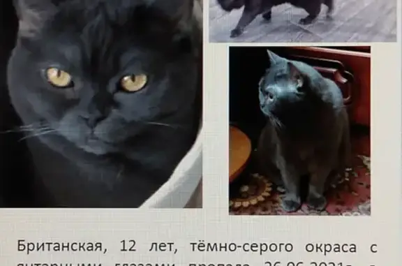 Пропала кошка в Куйвозовском поселении, Ленинградская область