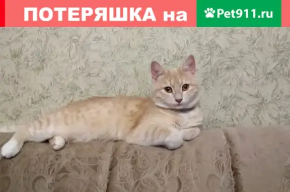 Пропала кошка в СВАО, Алтуфьево Бибирево