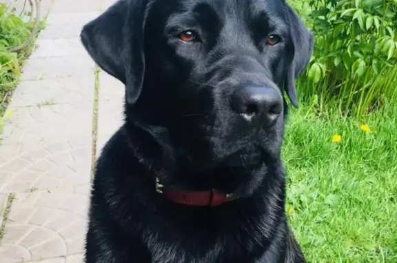 Собаки потеряшки, Тверь, фото: Потеряшка лабрадор в дачном поселке Колос, Тверская область