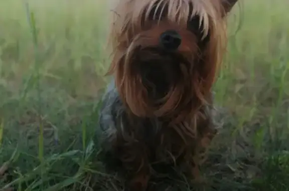 Пропала собака Федя в д. Нежданово, Брянская область