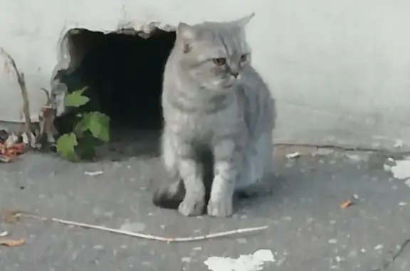 Найдена кошка в Арбеково, нужен дом
