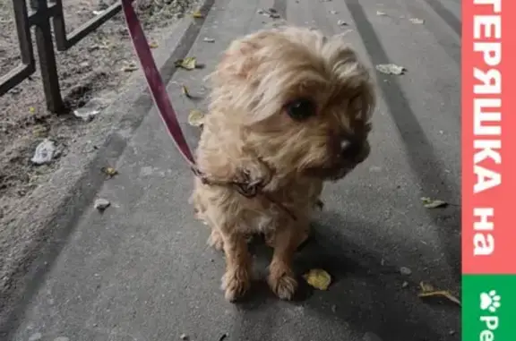 Найдена собака у Магнита на ул. Свободы 4