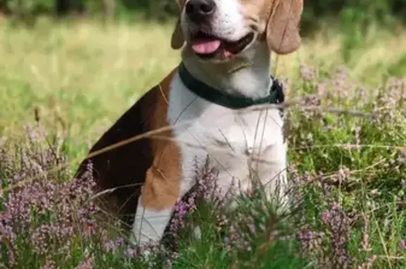 Собаки потеряшки, Тверь, фото: Потеряшка собака Леон на Татарской улице, гарантируется вознаграждение