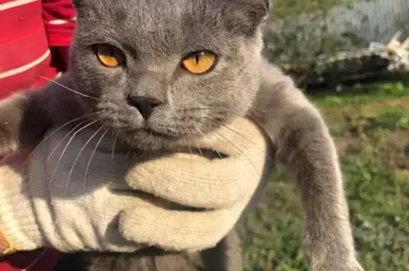 Найдена ухоженная кошка в селе П-Конобеево