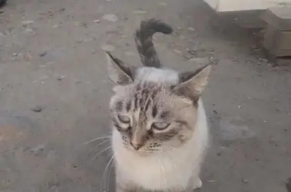 Найдена кошка на ул. Байкальская 265б