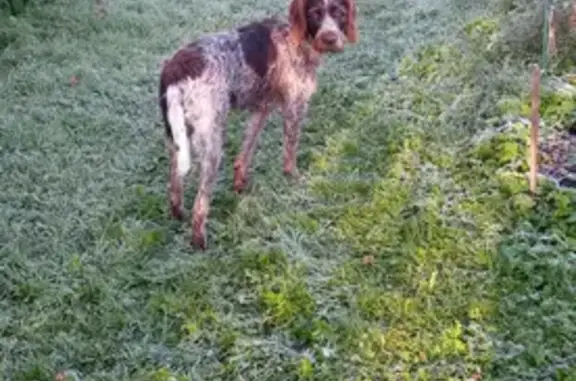 Собака найдена в Леоново, Московская область