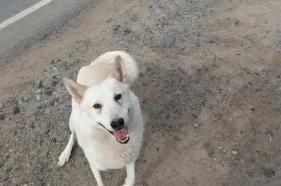 Собака найдена в Посохове, Тюменская область