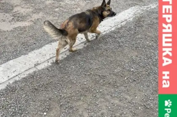 Найдена собака на Каширском шоссе, Москва