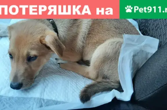 Найдена собака на пр. Просвещения, СПб