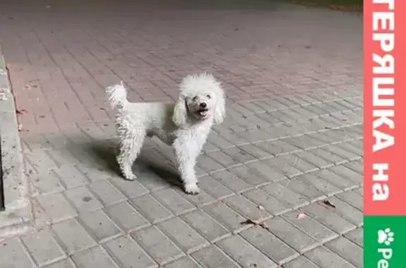 Найден нелюдимый белый пёс на Пушкинской, Ростов-на-Дону