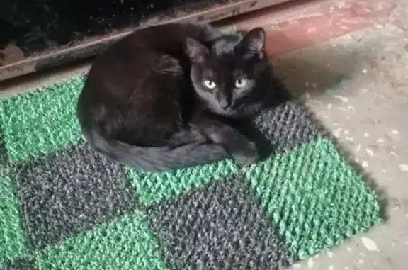 Найдена кошка на Первомайской, ищем новый дом