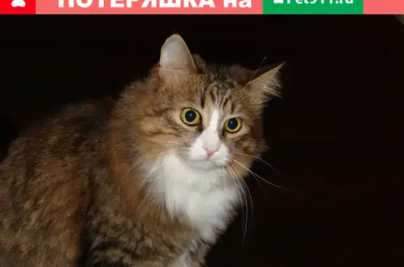 Пропал кот Марсель в Мытищах: 1-я Бауманская улица, Восточная Перловка.