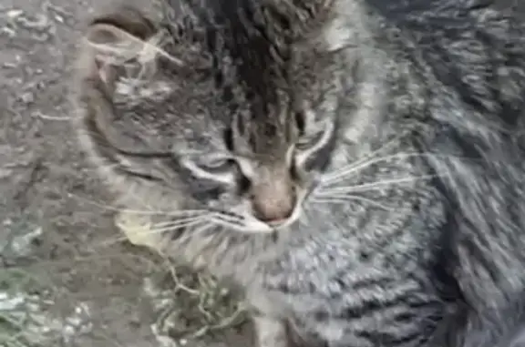 Найдена кошка Котик на ул. Маршала Тухачевского, Москва