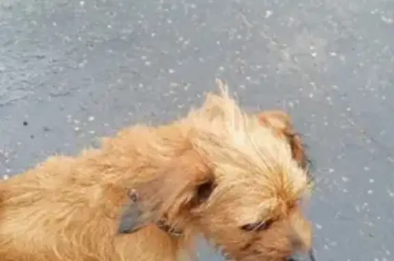 Собаки потеряшки, Москва, фото: Потеряшка собака возле СНТ 