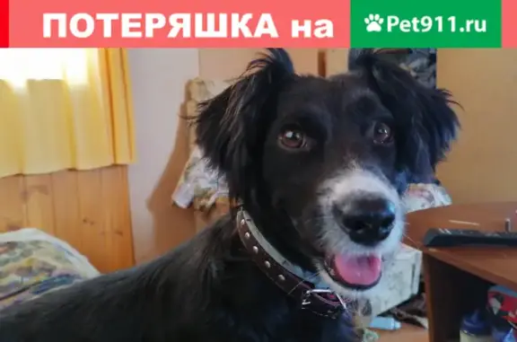 Найдена умная собака на Киевском шоссе, Московская обл.