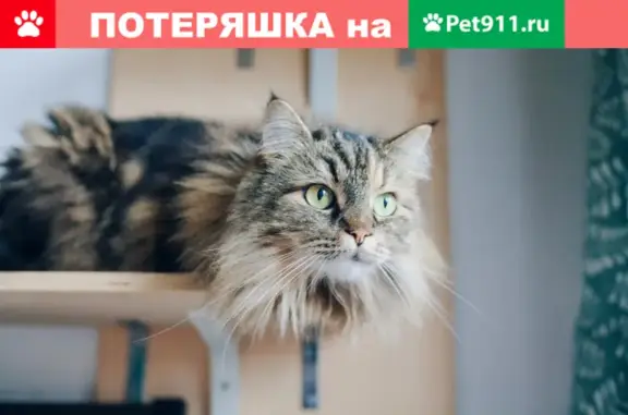 Пропала кошка в Апрелевке, Московская область