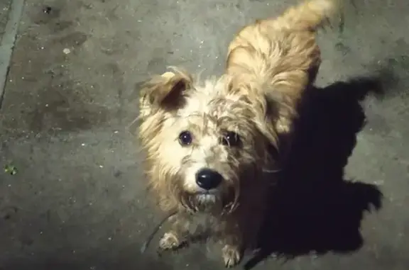 Собака найдена: 74 Заречная улица, Курск