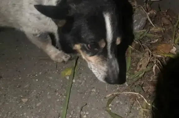 Найден пёс на ул. Красноармейской
