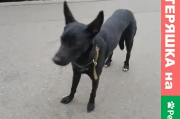Собака потерялась возле парка, адрес: Ангарская улица, Москва.
