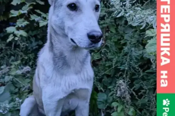 Собака-волк найдена на Московской улице, Саратов.
