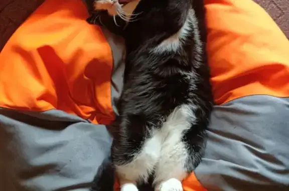 Кошки потеряшки, Новосибирск, фото: Потеряшка кошка Гарик, ул. 1905 года, Новосибирск, вознаграждение!