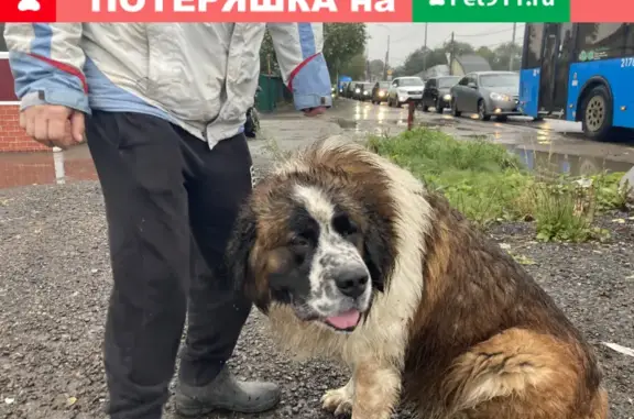Собака на Калужском шоссе, 41 км.