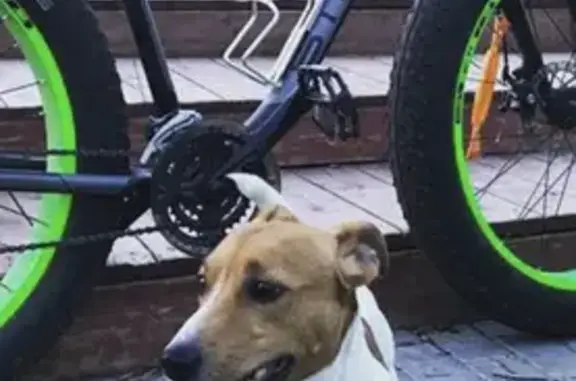 Пропала собака на Беловежской улице, Москва