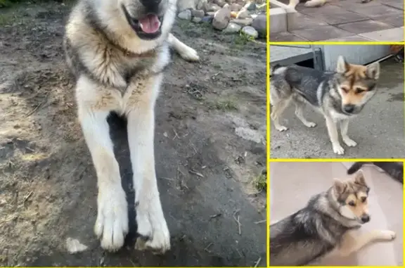 Пропала собака в Солнечногорске на участке, ищем 3 недели