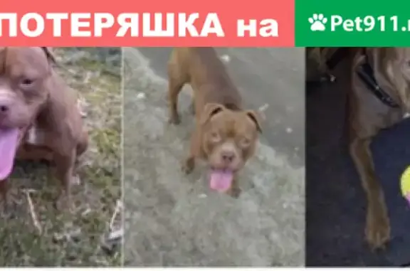 Собаки потеряшки, Санкт-Петербург, фото: Потеряшка собака Питбуль-девочка на Звенигородской улице, Санкт-Петербург