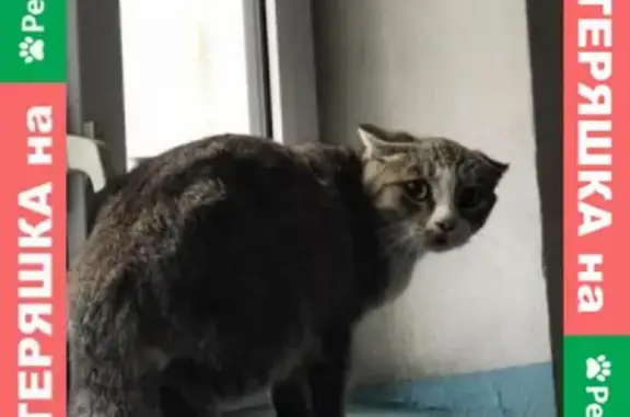 Найдена кошка по адресу ул. Нейбута 51, Владивосток