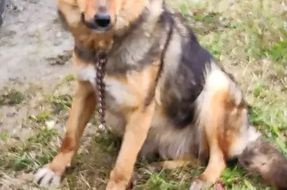 Найдена собака на Покровской улице в Тюмени