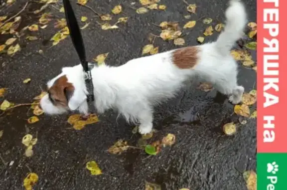 Найдена собака в Климовске, Московская область