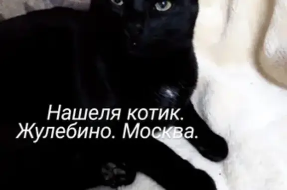 Найдена черная кошка с белыми волосками в Жулебино
