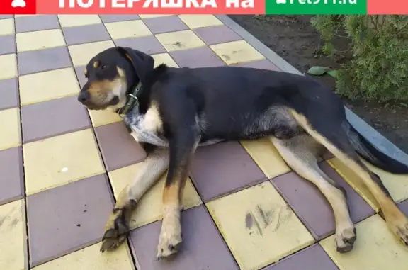 Пропала собака Ральф на улице Суворова