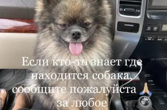 Пропала дорогая шпиц-собака на Рязанской улице