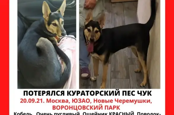 Пропала собака на Варварке, Москва