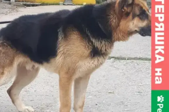 Найдена собака на Гражданской улице в Чебоксарах